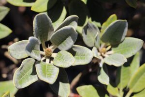A closeup shot of green Rhododendron leaves on a blurred background